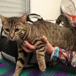 Znaleziono kota, Łódź, 10 lipca 2025