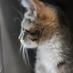 KOTKA Z INTERWENCJI 09.07.2025