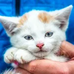 Znaleziono kota, Racławice, 7 lipca 2025