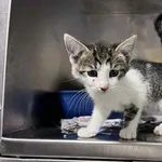 Kot do adopcji, Włocławek, 8 lipca 2025