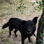 Pies do adopcji, Rytlów, 10 lipca 2025