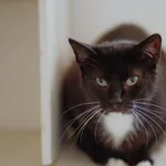 Oddam kota, Gdynia, 11 lipca 2025