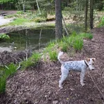 Zaginął pies, Pilawa, 11 lipca 2025