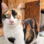 Kot do adopcji, Świdnica, 14 maja 2025