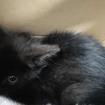 Znaleziono kota, Toruń, 6 lipca 2025