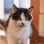 Kot do adopcji, Świdnica, 12 października 2024