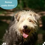Remus