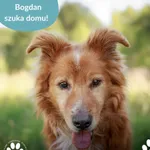 Pies do adopcji, Dąbrówka, 10 lipca 2025