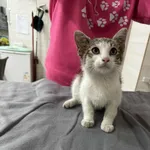 Znaleziono kota, Czartki, 10 lipca 2025