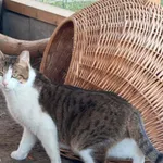 Kot do adopcji, Świdnica, 16 grudnia 2024