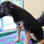 Znaleziono psa, Łódź, 11 lipca 2025