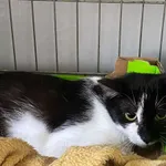 Kot do adopcji, Świdnica, 17 maja 2025