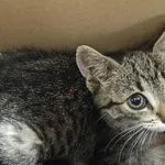 Znaleziono kota, Toruń, 6 lipca 2025