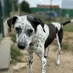 Pies do adopcji, Bydgoszcz, 13 sierpnia 2025