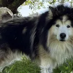 Pies do adopcji, Świdnica, 27 kwietnia 2025