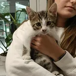 Kocurek poz. 25/389/K