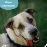 Pies do adopcji, Dąbrówka, 10 lipca 2025