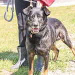 Pies do adopcji, Świdnica, 16 kwietnia 2025