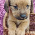 Oddam psa, Olsztyn, 12 lipca 2025