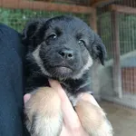 Sali - 8 tygodniowa, wesoła sunia SZCZENIAK adopcja