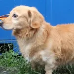 Znaleziono psa, Łódź, 11 lipca 2025