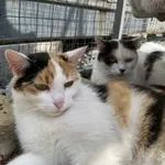 Kot do adopcji, Żywiec, 12 lipca 2025