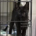 Znaleziono kota, Sosnowiec, 12 lipca 2025