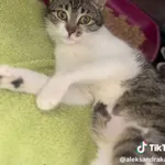 Kot do adopcji, Radom, 13 lipca 2025