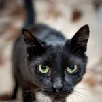 Znaleziono kota, Sosnowiec, 12 lipca 2025