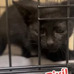 Kot do adopcji, Radom, 13 lipca 2025