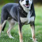 Znaleziono psa, Lublin, 13 lipca 2025