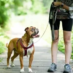 Znaleziono psa, Sosnowiec, 12 lipca 2025