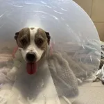 Pies do adopcji, Kraków, 28 czerwca 2025