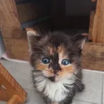 Kruszynka Tycia szuka odpowiedzialnego domu!