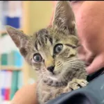 Kot do adopcji, Radom, 13 lipca 2025