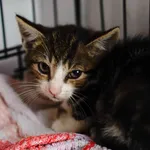 Znaleziono kota, Sosnowiec, 12 lipca 2025