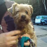 Znaleziono psa, Sosnowiec, 11 lipca 2025