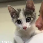 Kot do adopcji, Radom, 13 lipca 2025