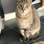 Zaginął kot, Wrocław, 13 lipca 2025