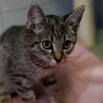 Znaleziono kota, Sosnowiec, 11 lipca 2025