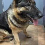 Znaleziono psa, Sosnowiec, 9 lipca 2025