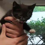 Znaleziono kota, Toruń, 13 lipca 2025