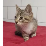 Znaleziono kota, Białystok, 11 lipca 2025