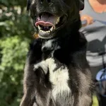 Pies do adopcji, Kraków, 29 czerwca 2025