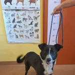 Piesek znaleziony w Wirach