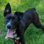 Pies do adopcji, Włocławek, 13 lipca 2025