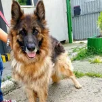 Pies do adopcji, Racibórz, 13 lipca 2025