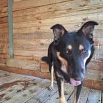 Pies do adopcji, Orzechowce, 13 lipca 2025