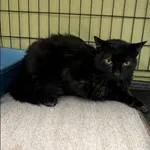 Znaleziono kota, Grudziądz, 11 lipca 2025