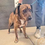 Znaleziono psa, Chełmek, 13 lipca 2025